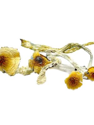 Liberty-caps-Mushrooms