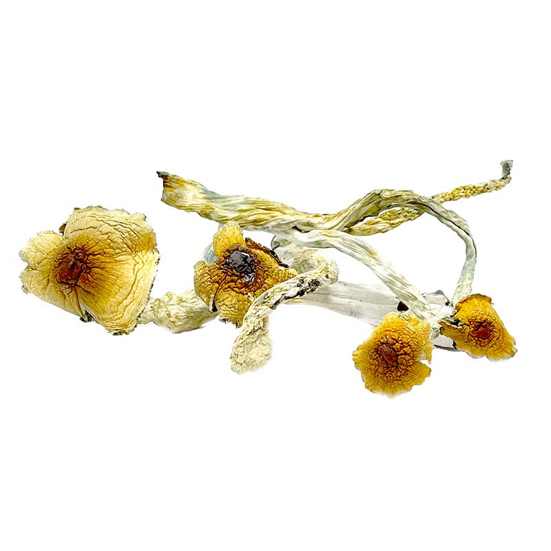 Liberty-caps-Mushrooms