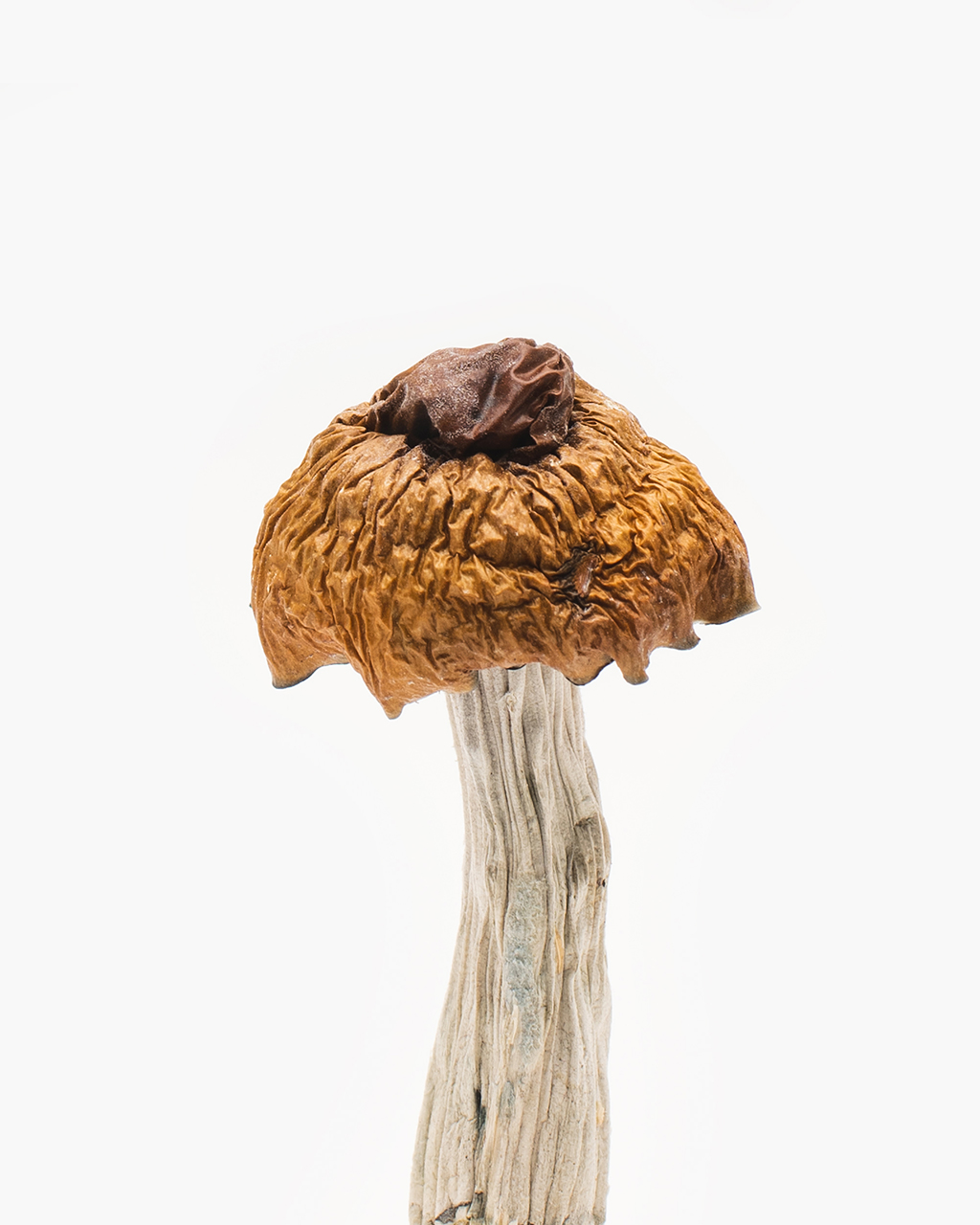 martinique magic mushroom
