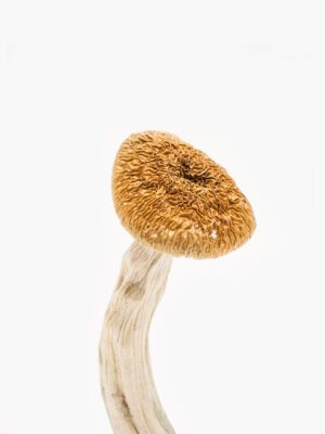 Nepalese Chitwan Mushroom