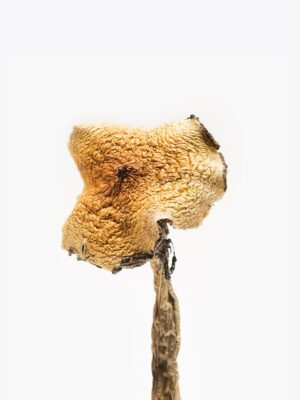 Texas Yellow Caps Mushrooms