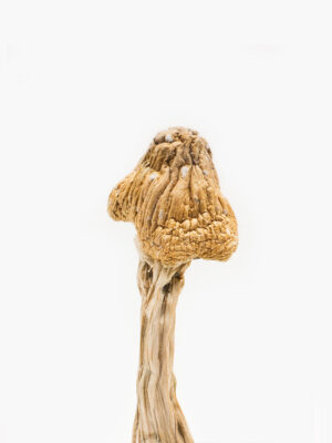 Tri-coloured Ecuadorian Mushroom