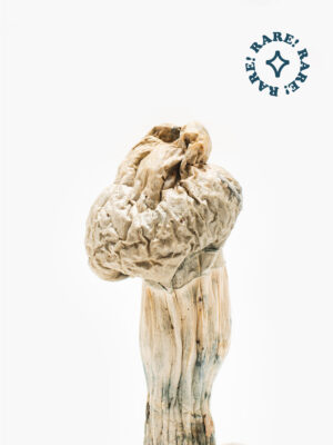 White Jedi Mind Fuck Mushroom